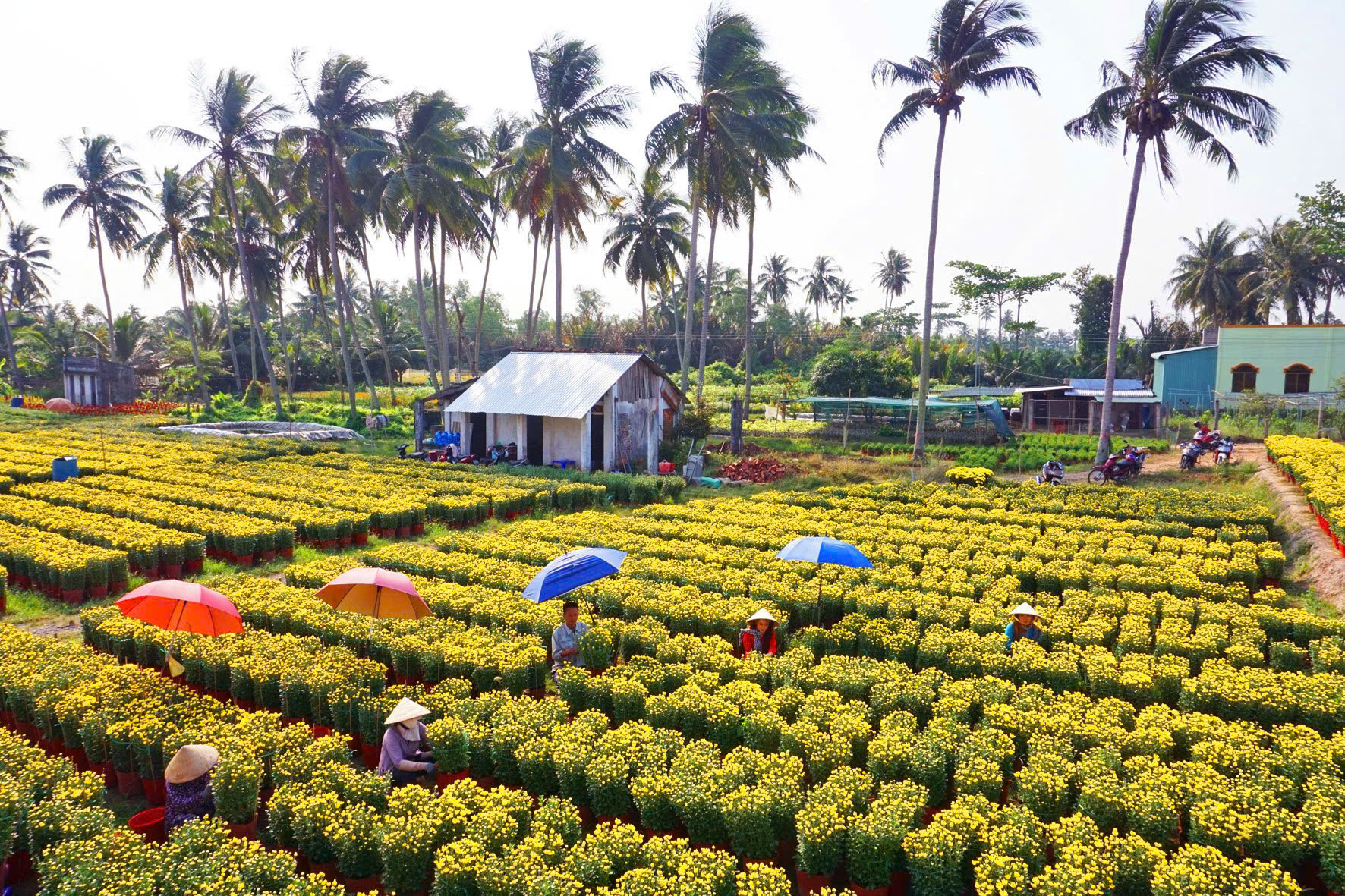 Sắp có lễ hội hoa - kiểng lớn ở Bến Tre, nông dân tỉ phú 