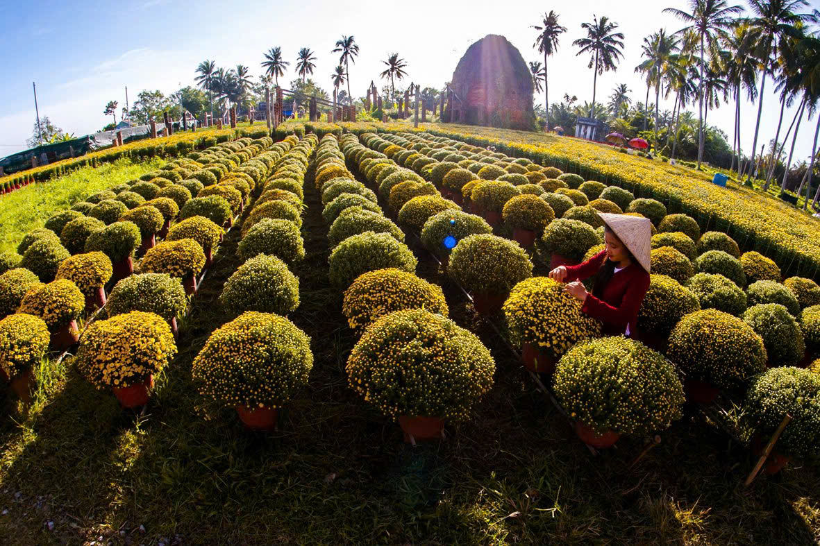 Sắp có lễ hội hoa - kiểng lớn ở Bến Tre, nông dân tỉ phú 