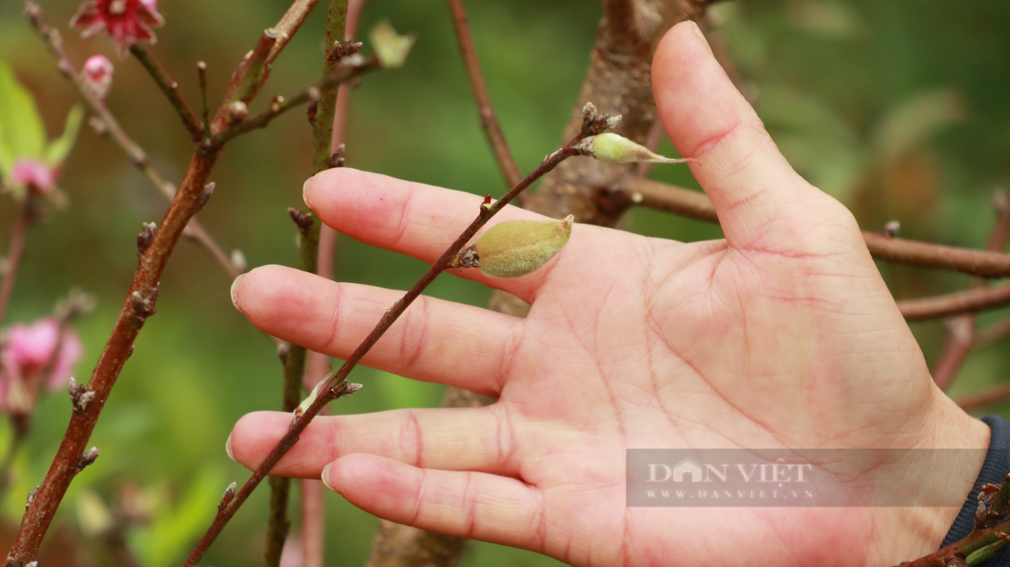 Nghệ nhân ở Đà Lạt chăm vườn toàn 