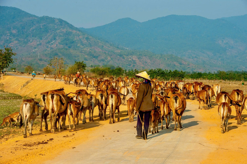 Trong khung cảnh nên thơ của buôn làng tại huyện Lắk, những đàn bò chậm rãi bước trên con đường làng quê, như vẽ nên một bức tranh bình dị.  Nhờ có chương trình, nhiều hộ dân đã được hỗ trợ về vốn, kỹ thuật sản xuất, giúp họ nâng cao thu nhập, ổn định cuộc sống. Những ngôi nhà khang trang hơn, những vườn cây xanh tốt hơn dần thay thế cho những căn nhà tạm bợ và những mảnh vườn cằn cỗi trước đây. Bên cạnh đó, hệ thống giao thông, trường học, trạm y tế cũng được đầu tư xây dựng, tạo điều kiện thuận lợi cho người dân tiếp cận các dịch vụ xã hội. Qua đó, góp phần nâng cao chất lượng cuộc sống và xây dựng một huyện Lắk ngày càng giàu đẹp.