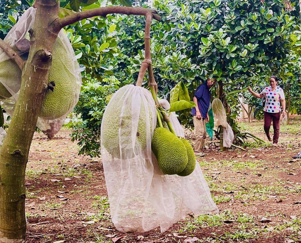 Việc hỗ trợ giống cây trồng chất lượng cao và chuyển giao khoa học kỹ thuật tiên tiến vào sản xuất đã mang lại những hiệu quả đáng kể. Đã giúp nông dân nâng cao năng suất, chất lượng sản phẩm, tăng thu nhập. Bên cạnh đó, các hoạt động đào tạo, tập huấn về kỹ thuật canh tác, bảo vệ thực vật, ứng dụng công nghệ mới đã trang bị cho người dân kiến thức và kỹ năng cần thiết để thích ứng với biến đổi khí hậu và hội nhập thị trường. Nhờ đó, nhiều hộ gia đình đã thoát nghèo bền vững, góp phần phát triển kinh tế - xã hội của địa phương.  