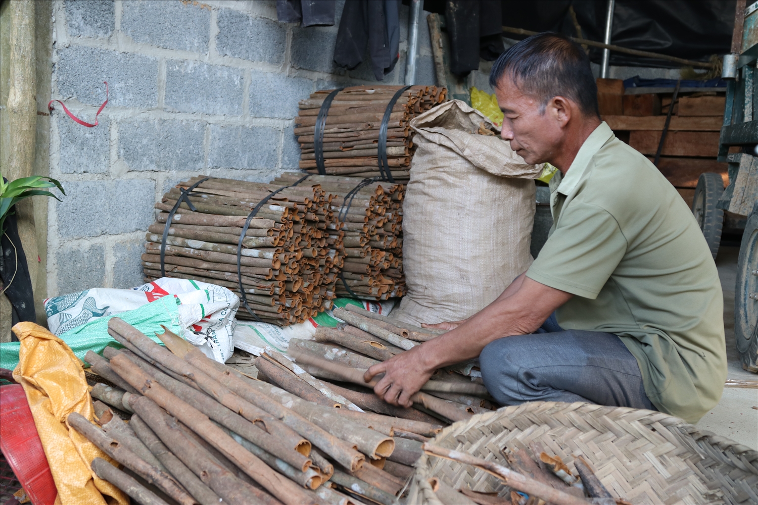 Hiện cây quế là cây chủ lực để phát triển kinh tế ở huyện Tràng Định