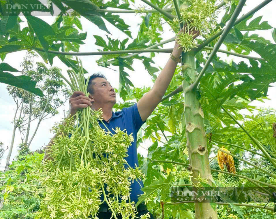 Trồng loại cây có bông “thần dược”, anh nông dân Sài thành làm dược phẩm nhẹ nhàng thu lời - Ảnh 6.