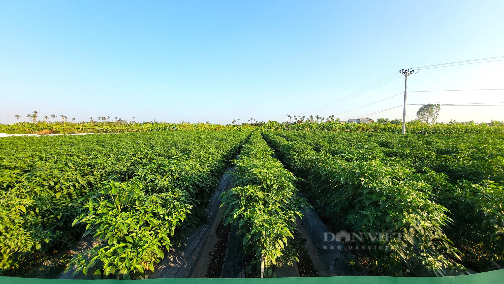 Trồng quả cay xè, ai ăn cũng xuýt xoa, được thu dài ngày, nông dân nơi này Hải Dương chờ ngày hái quả, thu tiền - Ảnh 2.