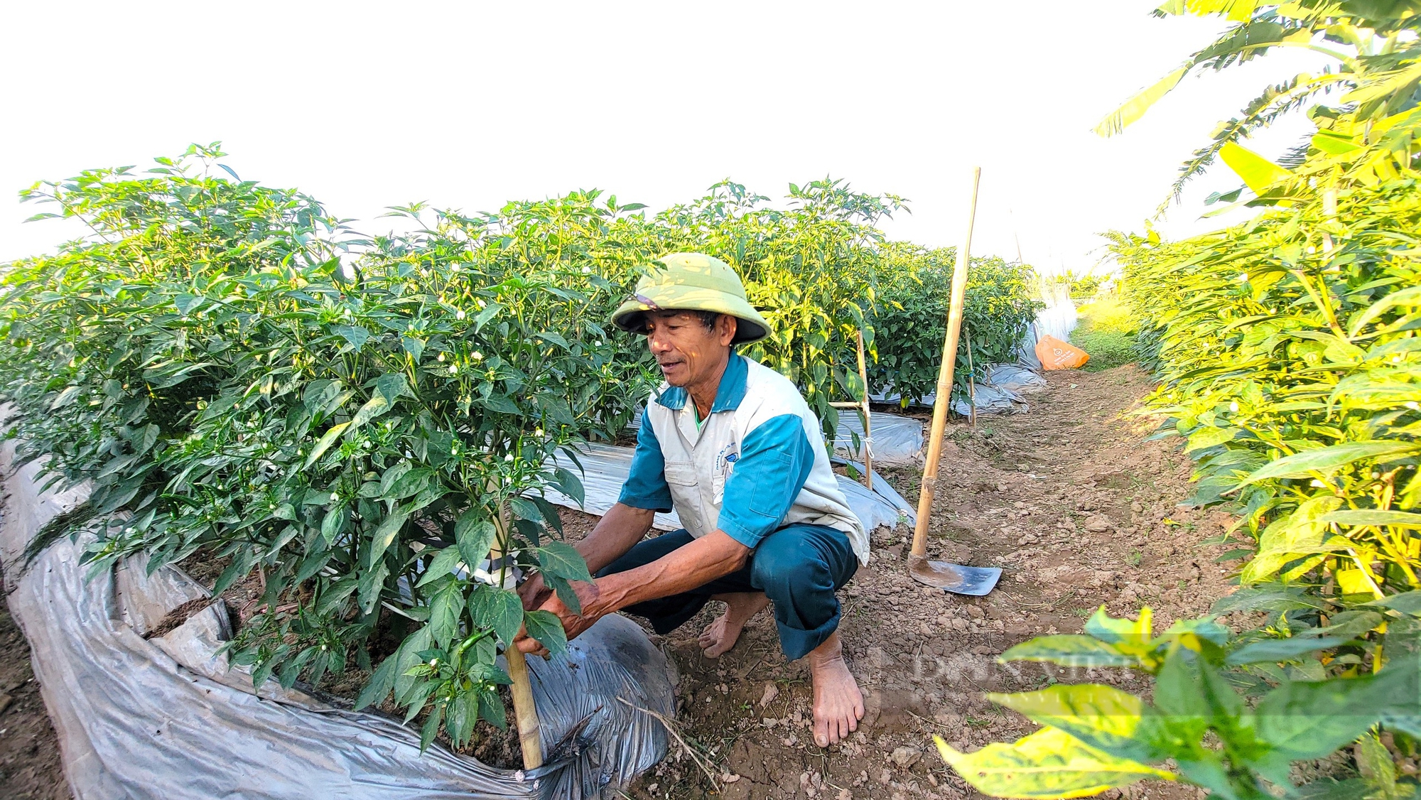 Trồng quả cay xè, ai ăn cũng xuýt xoa, được thu dài ngày, nông dân nơi này Hải Dương chờ ngày hái quả, thu tiền - Ảnh 6.