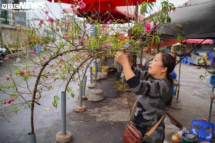 Chị Lưu Thị Hậu (tiểu thương tại chợ hoa Quảng An) nói: "Đã hơn 22 năm bán hoa đào Tết, năm nào tôi cũng bán sớm nhất chợ để phục vụ khách hàng có nhu cầu mua sớm".