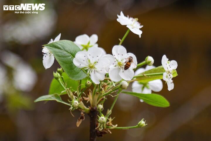 Đào, quất khoe sắc trên phố, người Hà Nội thích thú đón Tết Ất Tỵ sớm - 10