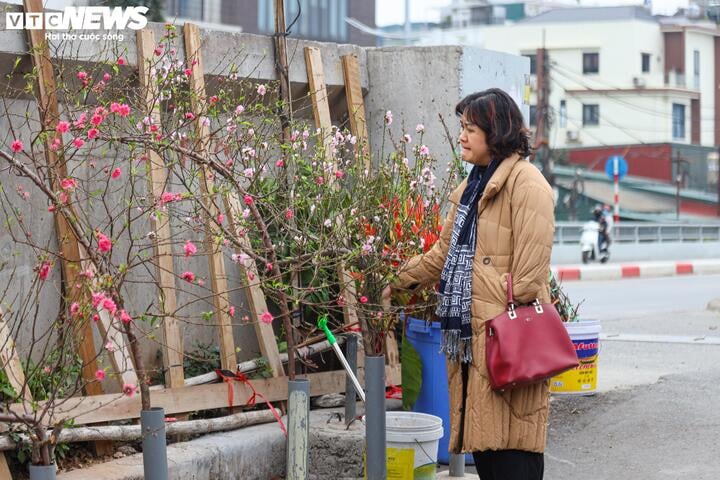 Đào, quất khoe sắc trên phố, người Hà Nội thích thú đón Tết Ất Tỵ sớm - 16