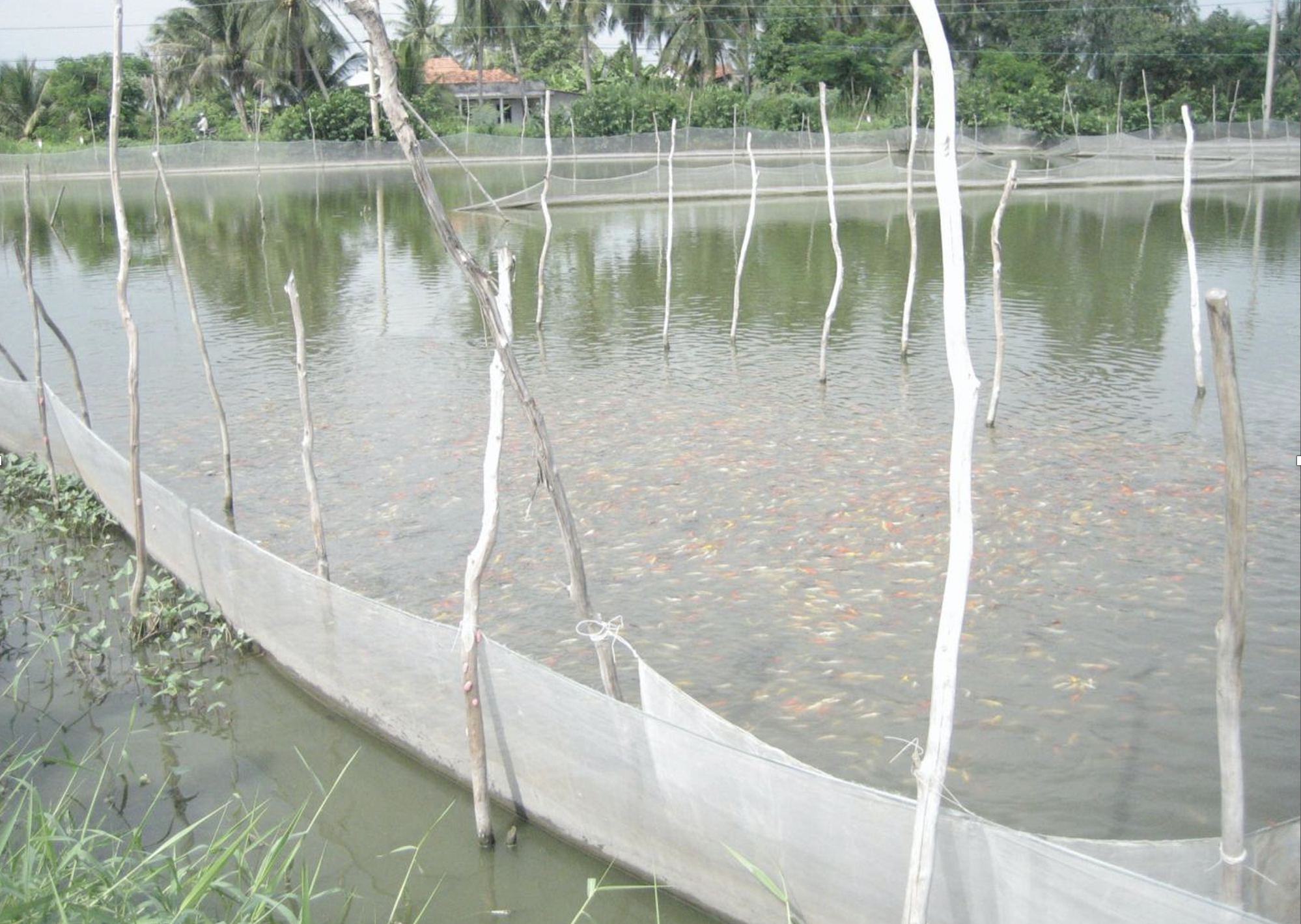 Nuôi cá cảnh thành nghề 