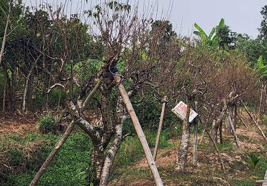 Vựa đào Thái Bình tất bật vào vụ Tết, thương lái đặt cả vườn- Ảnh 3.