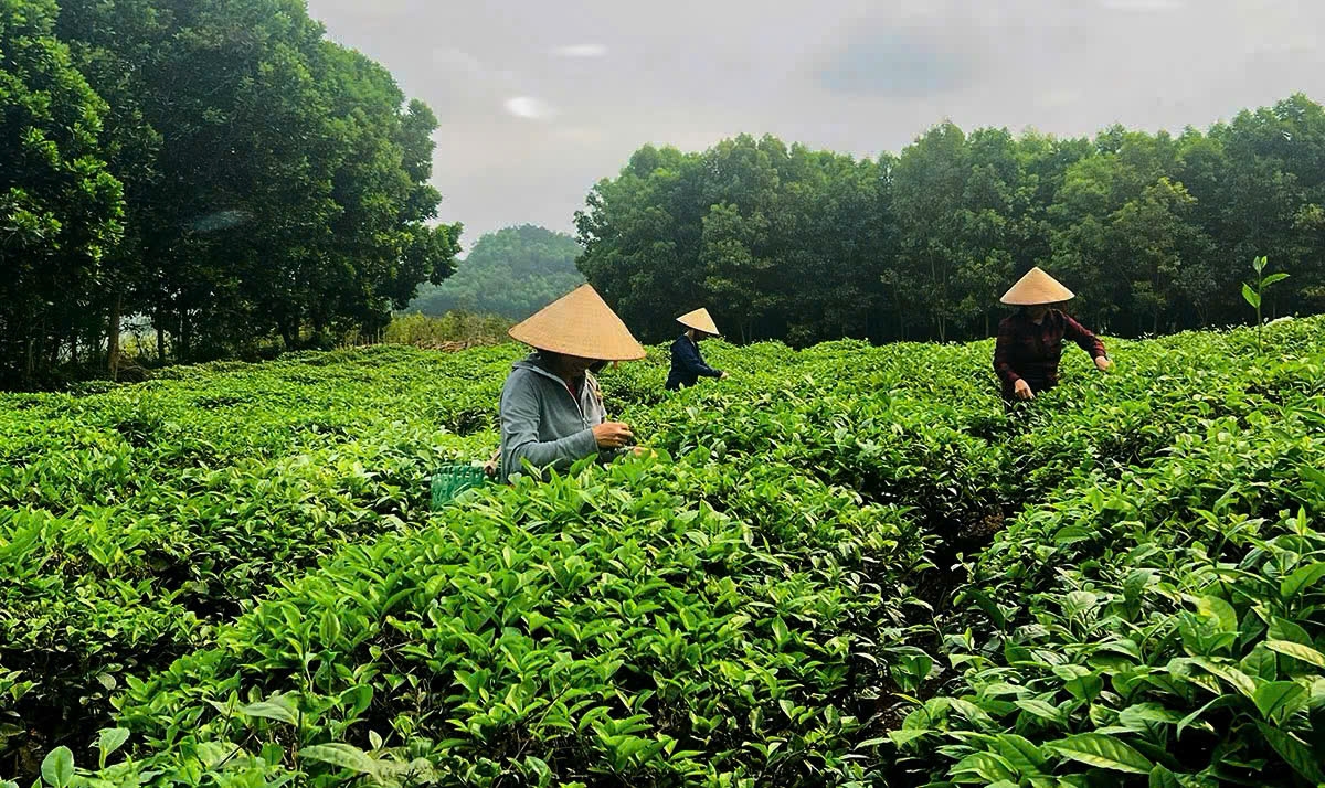 Người dân thôn Sơn Thủy, xã Yên Thuận phát triển cây chè theo hướng VietGap.