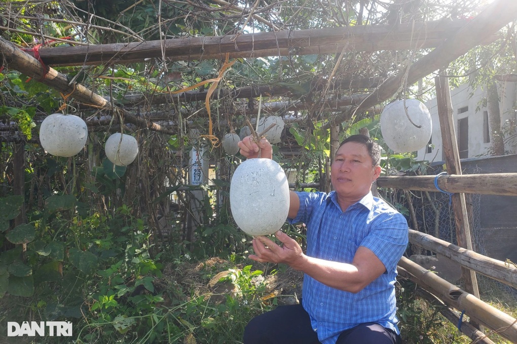 Trồng loài cây dây leo ra trái khổng lồ, thơm nức, nông dân rủng rỉnh tiền - 2