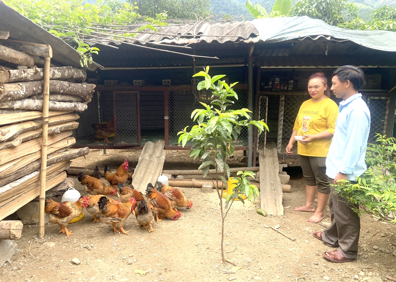 Bà con bản Sơn Bình, xã Ma Li Pho, huyện Phong Thổ phát triển kinh tế chăn nuôi.