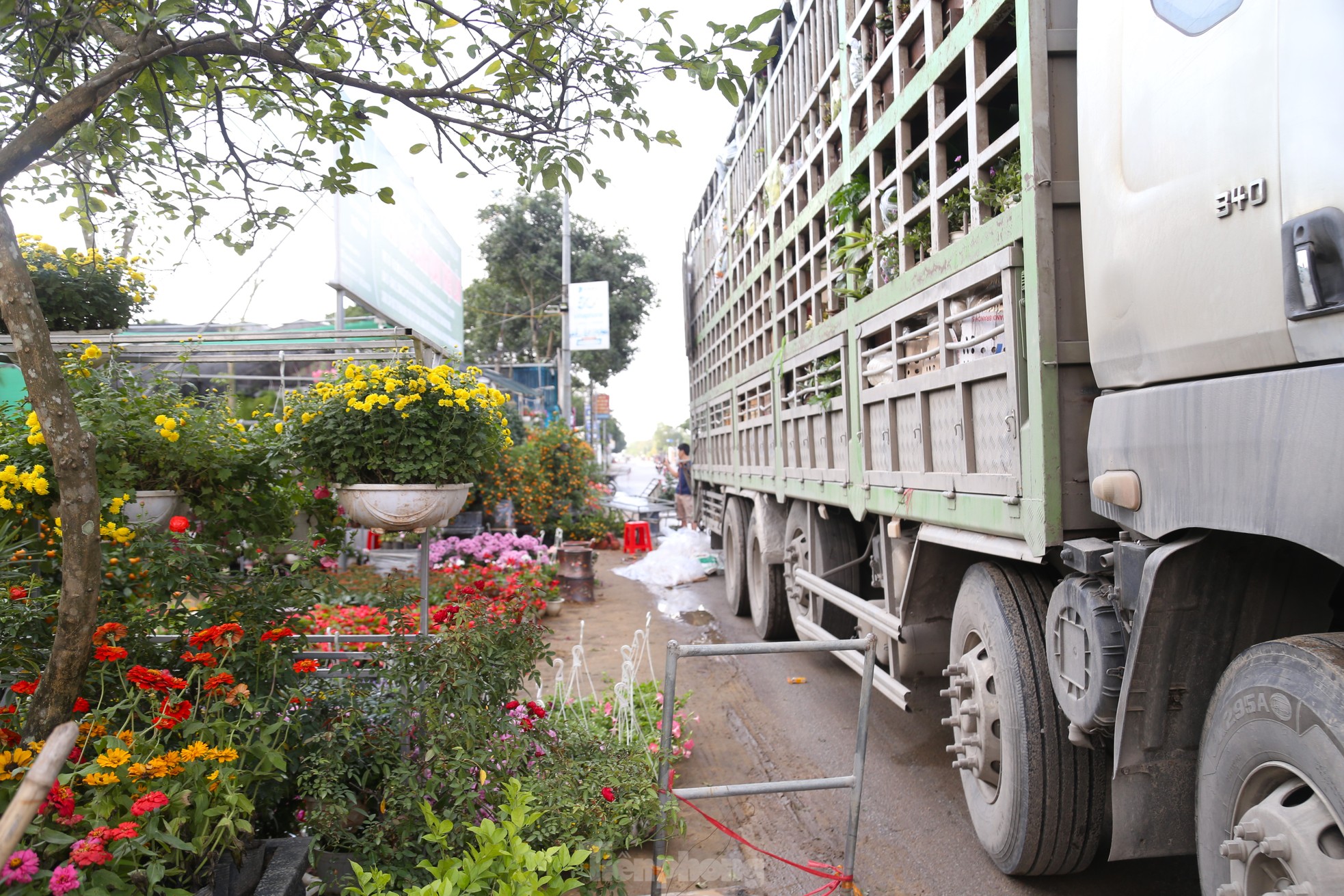 Mưu sinh ở làng hoa mong Tết ấm ảnh 2