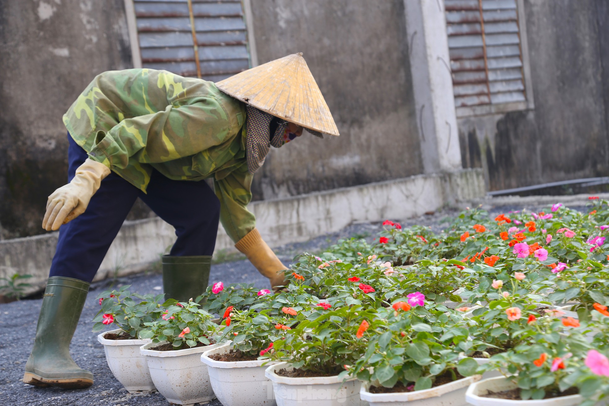 Mưu sinh ở làng hoa mong Tết ấm ảnh 4