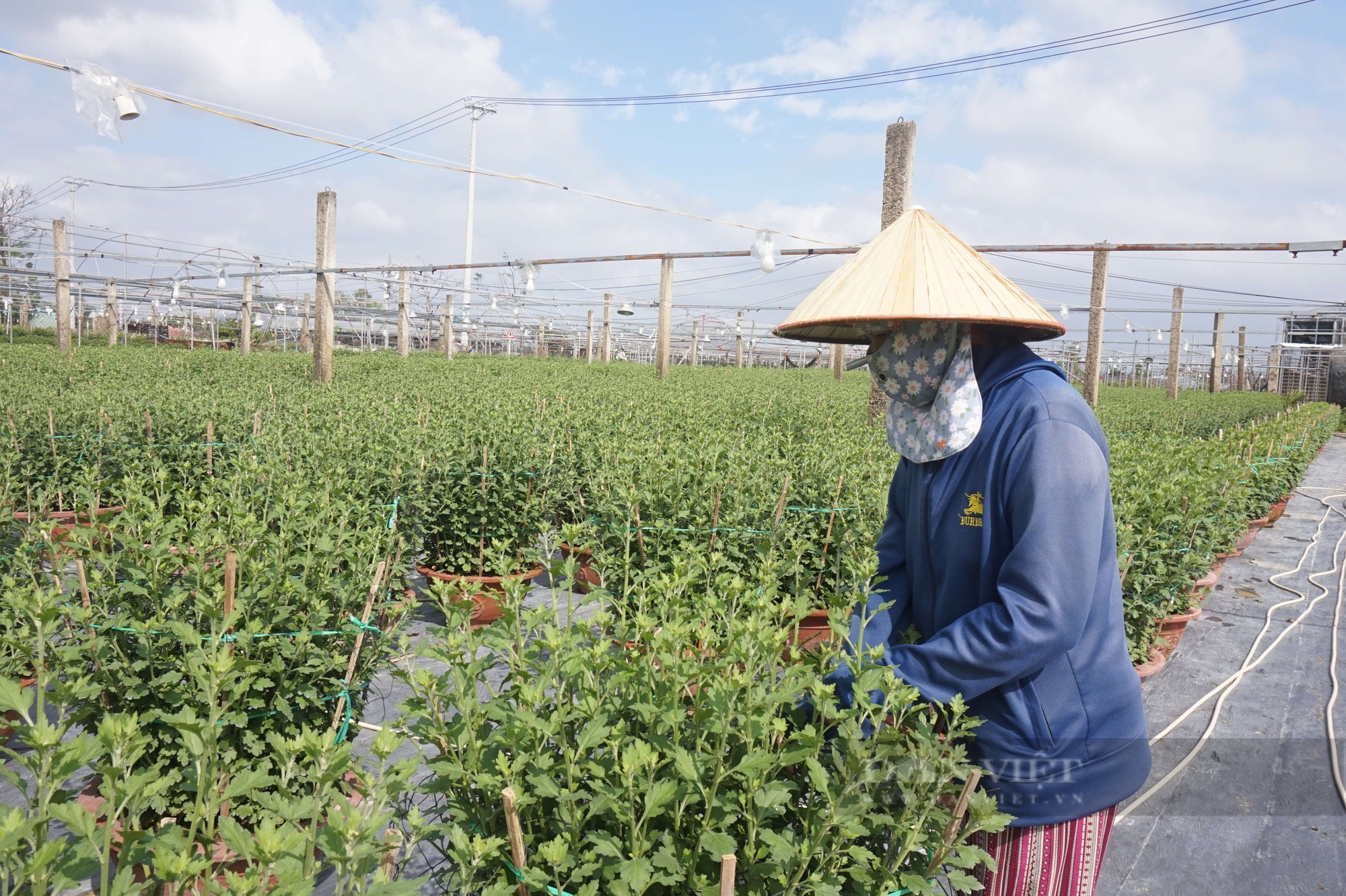 Trồng vô số loại hoa Tết, nông dân ở làng hoa lớn nhất Đà Nẵng mong chờ điều này - Ảnh 2.