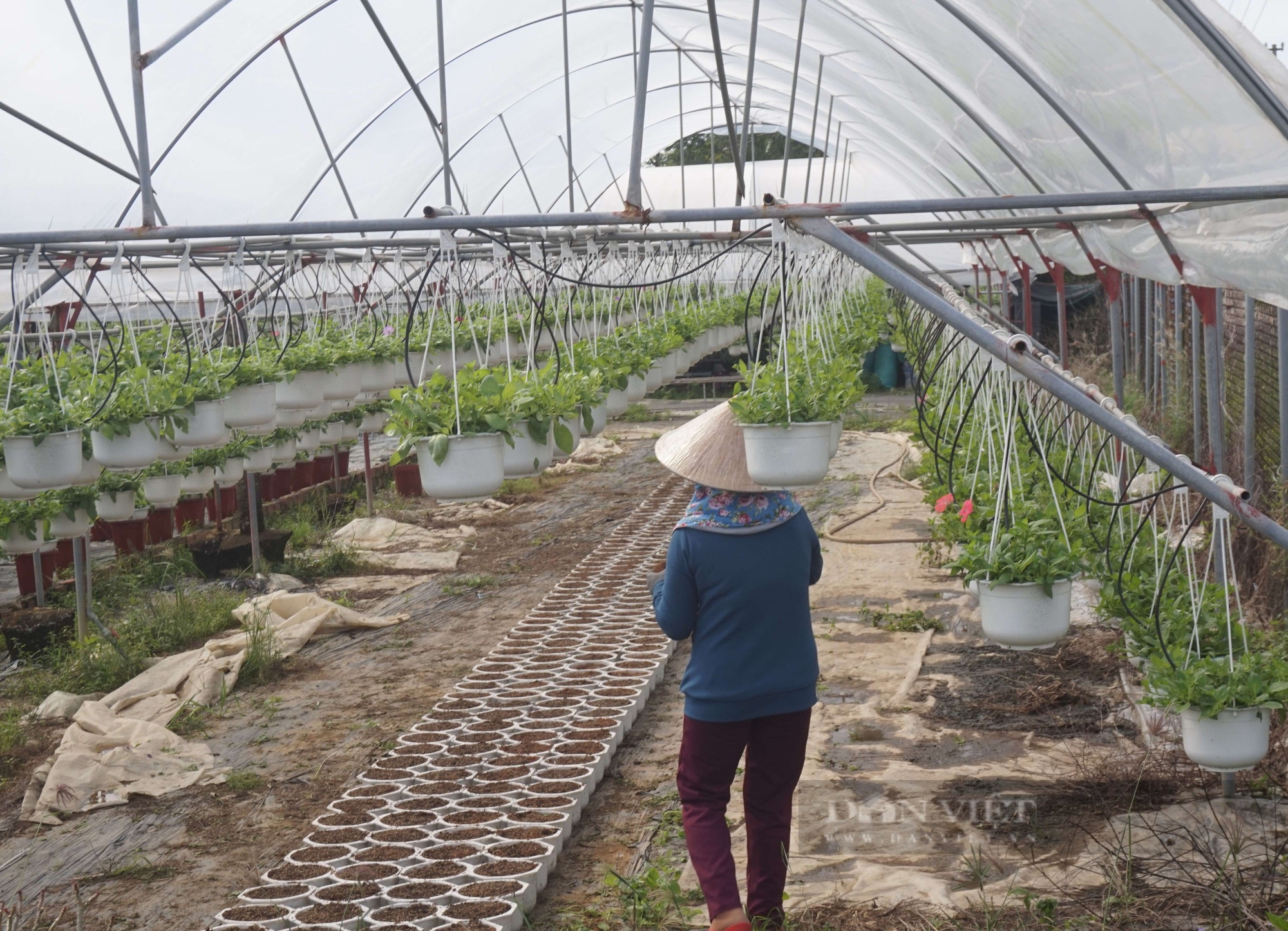 Trồng vô số loại hoa Tết, nông dân ở làng hoa lớn nhất Đà Nẵng mong chờ điều này - Ảnh 4.