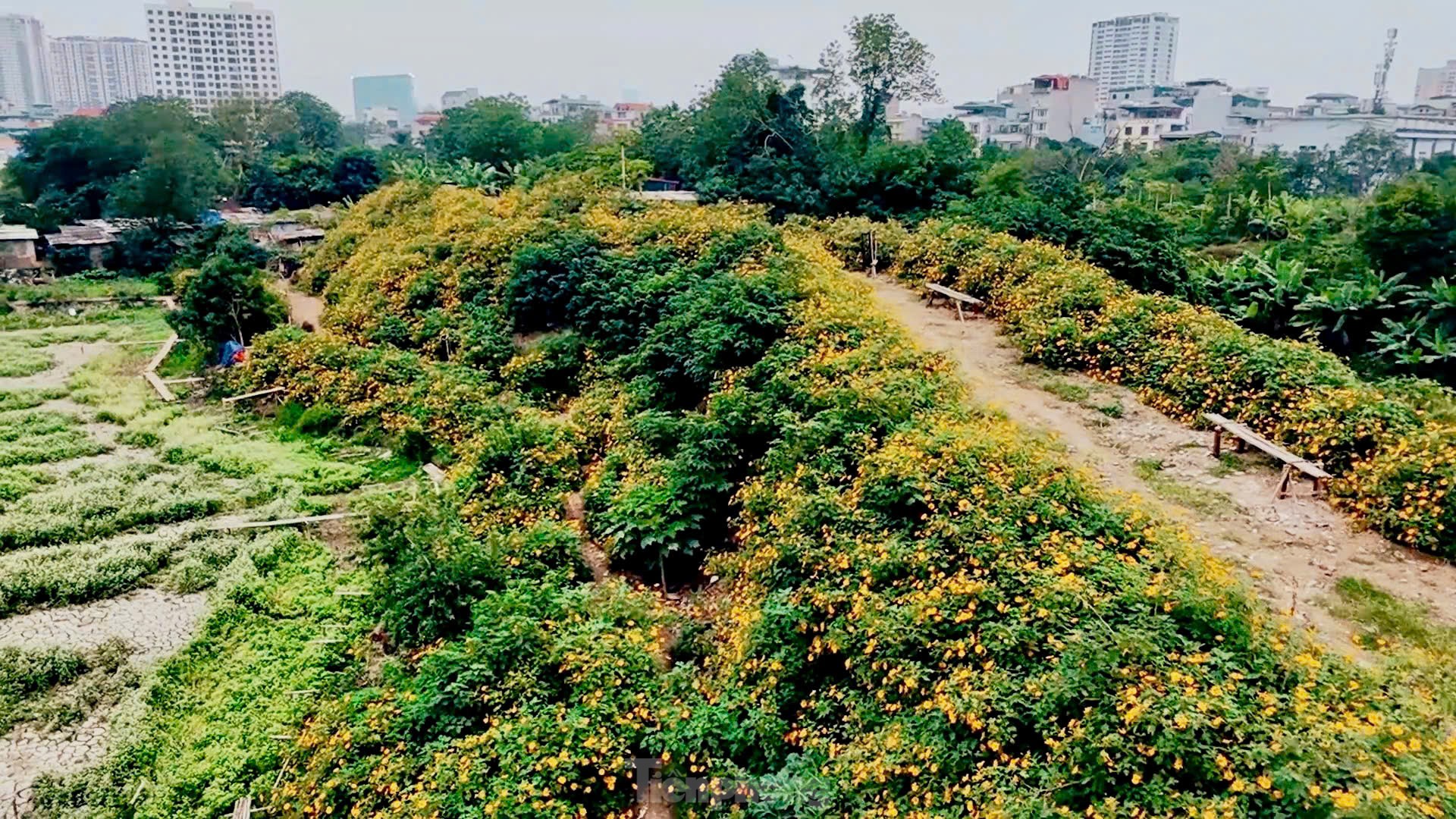 Chiêm ngưỡng vẻ đẹp hoa tam giác mạch, dã quỳ vàng nở rộ giữa lòng Thủ đô ảnh 3