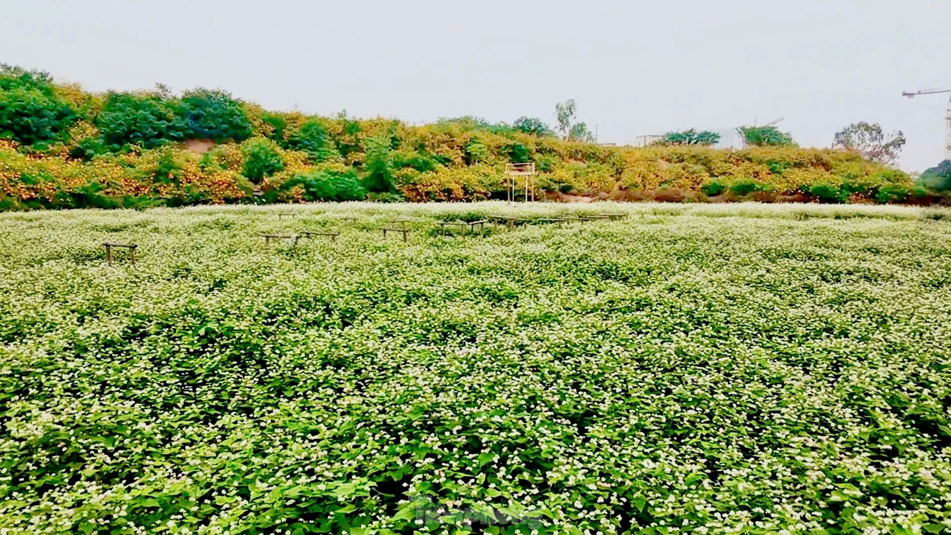 Chiêm ngưỡng vẻ đẹp hoa tam giác mạch, dã quỳ vàng nở rộ giữa lòng Thủ đô ảnh 12