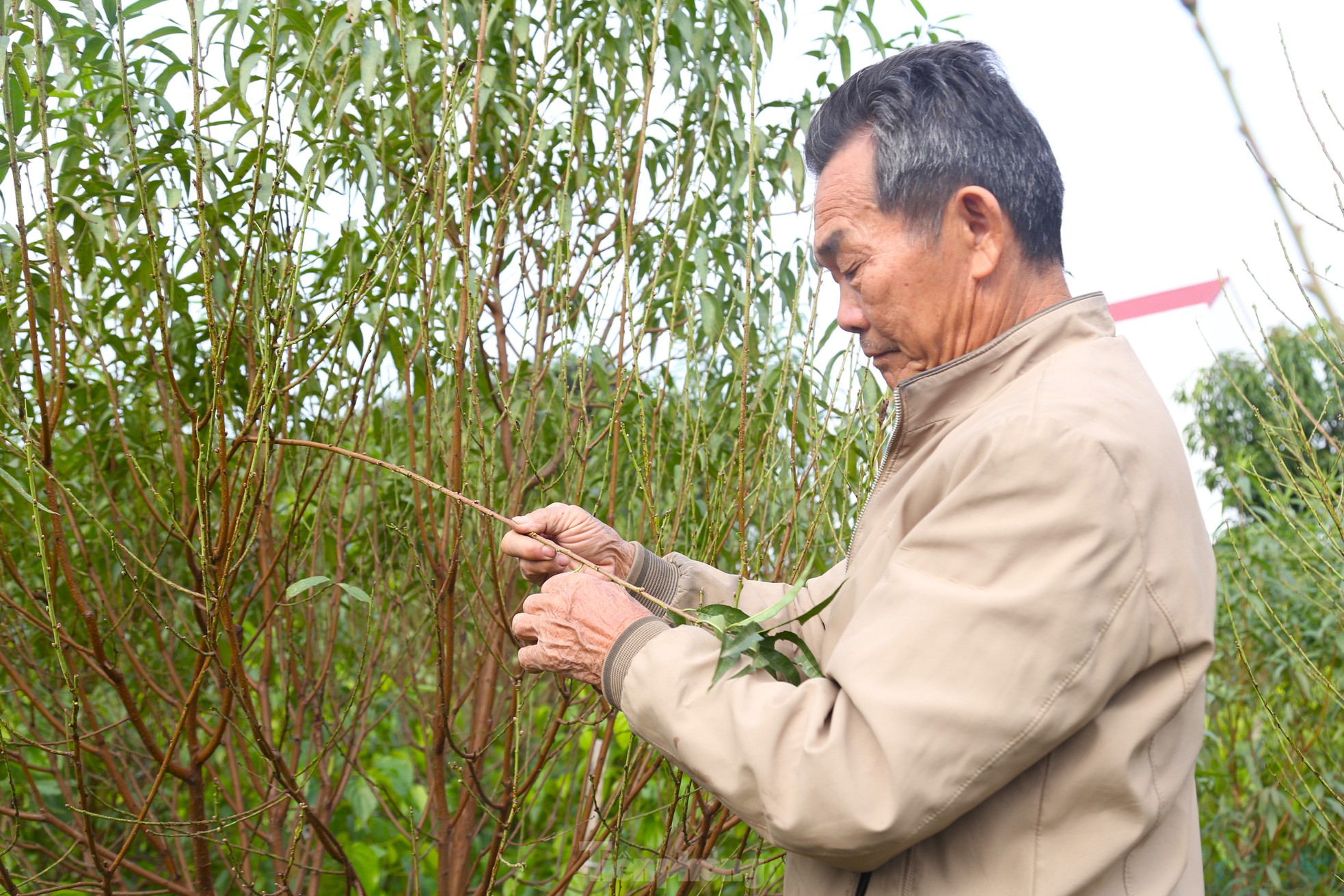 Tuốt lá, dưỡng nụ mang sắc Xuân ảnh 2