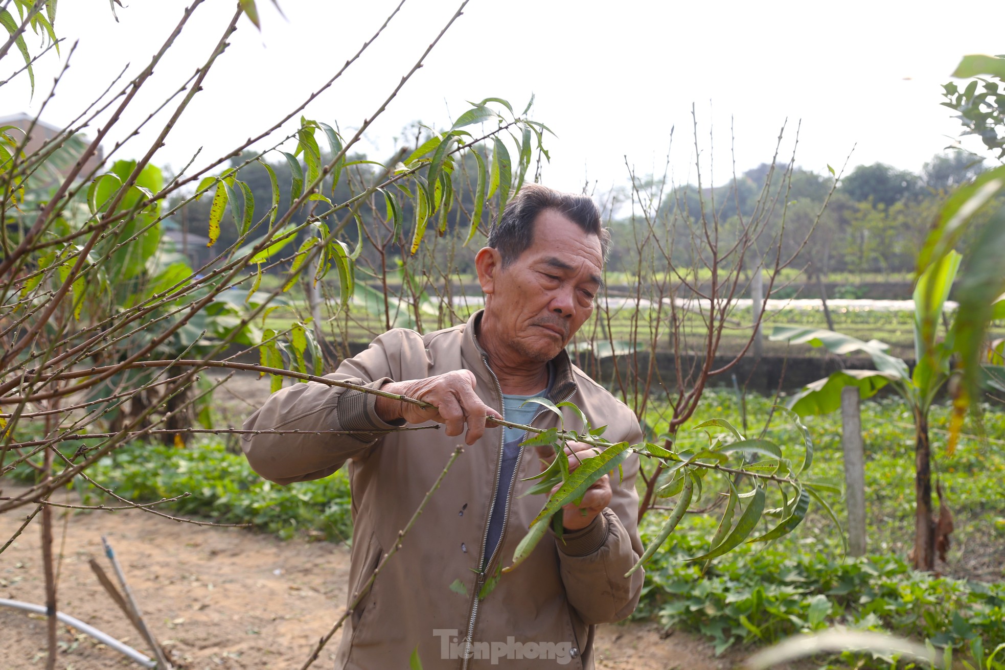 Tuốt lá, dưỡng nụ mang sắc Xuân ảnh 3