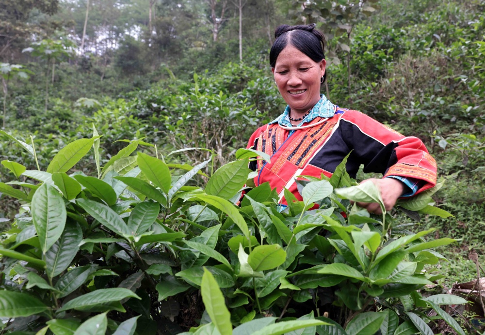 Tín dụng chính sách - “cú hích” quan trọng cho đồng bào vùng cao nơi địa đầu tổ quốc