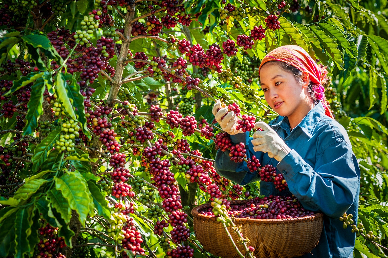 Hiện nay các chính sách pháp luật hiện hành còn nhiều bất cập đối với việc đăng ký cho nông sản chủ lực quốc gia (Ảnh IT