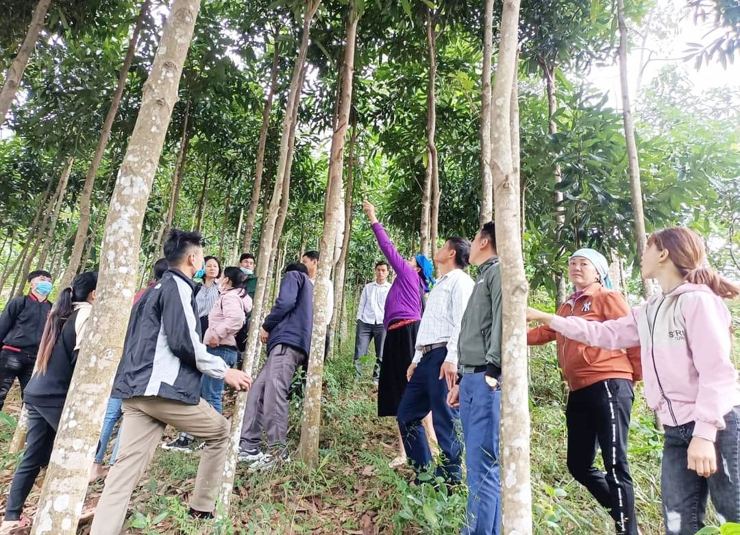 Phát triển cây quế hữu cơ đã và đang khẳng định là hưỡng đi mới nâng cao thu nhập, giảm nghèo bền vững ở vùng cao Bắc Hà