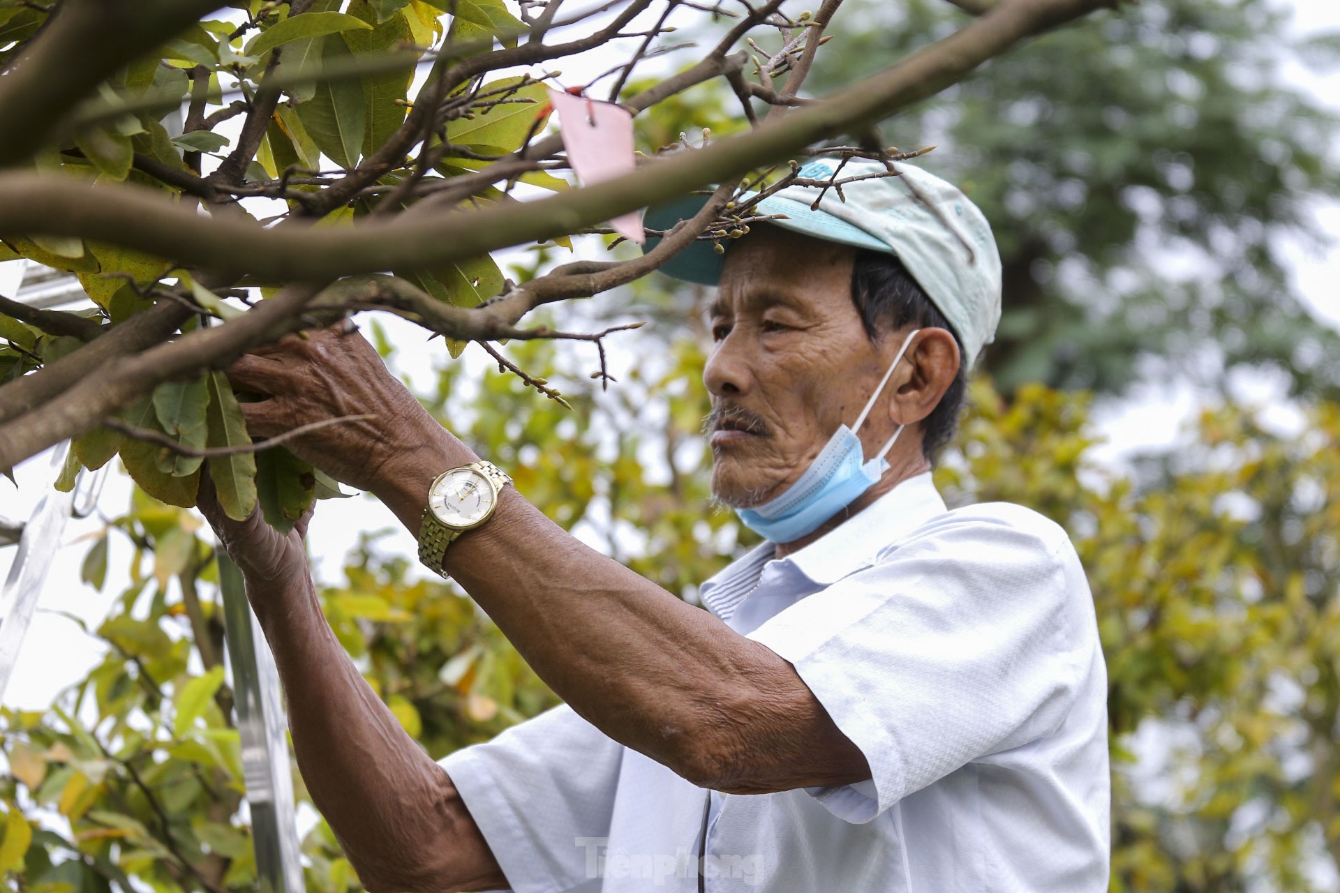 Nông dân Đà Nẵng tất bật lặt lá, chăm mai đón Tết ảnh 3