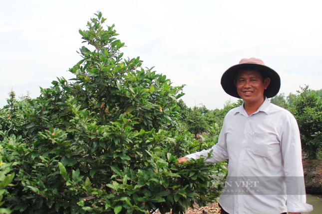 Sắp Tết, nông dân làng mai vàng Bình Lợi chuẩn bị đưa 'hàng' ra Bắc ảnh 1