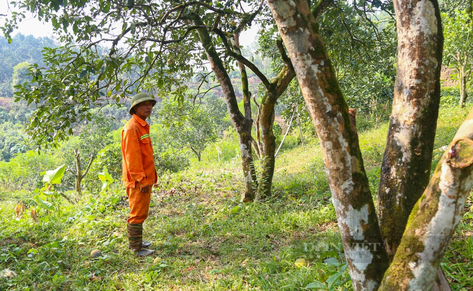 Yên Bái: Giống bưởi “tiến vua” từng mang lại nguồn thu hàng trăm triệu đồng đang dần bị “xóa sổ” - Ảnh 4.