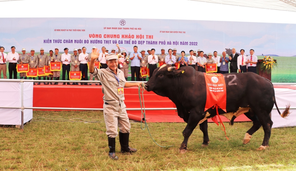 Hội thi Kiến thức chăn nuôi bò hướng thịt và cá thể bò đẹp TP Hà Nội năm 2022. Ảnh: Ánh Ngọc