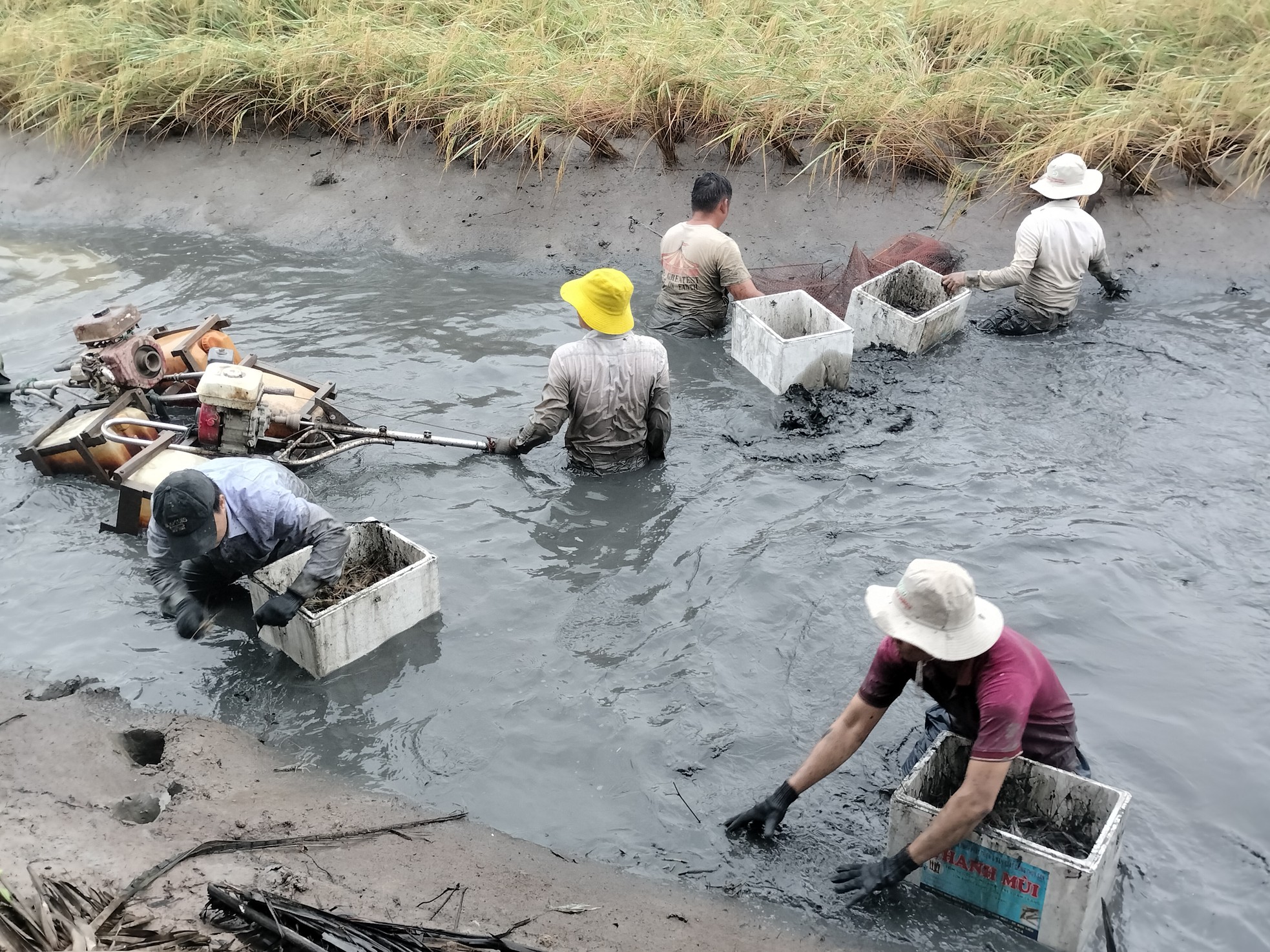 Cận cảnh nông dân Cà Mau quậy bùn bắt tôm càng xanh ảnh 3