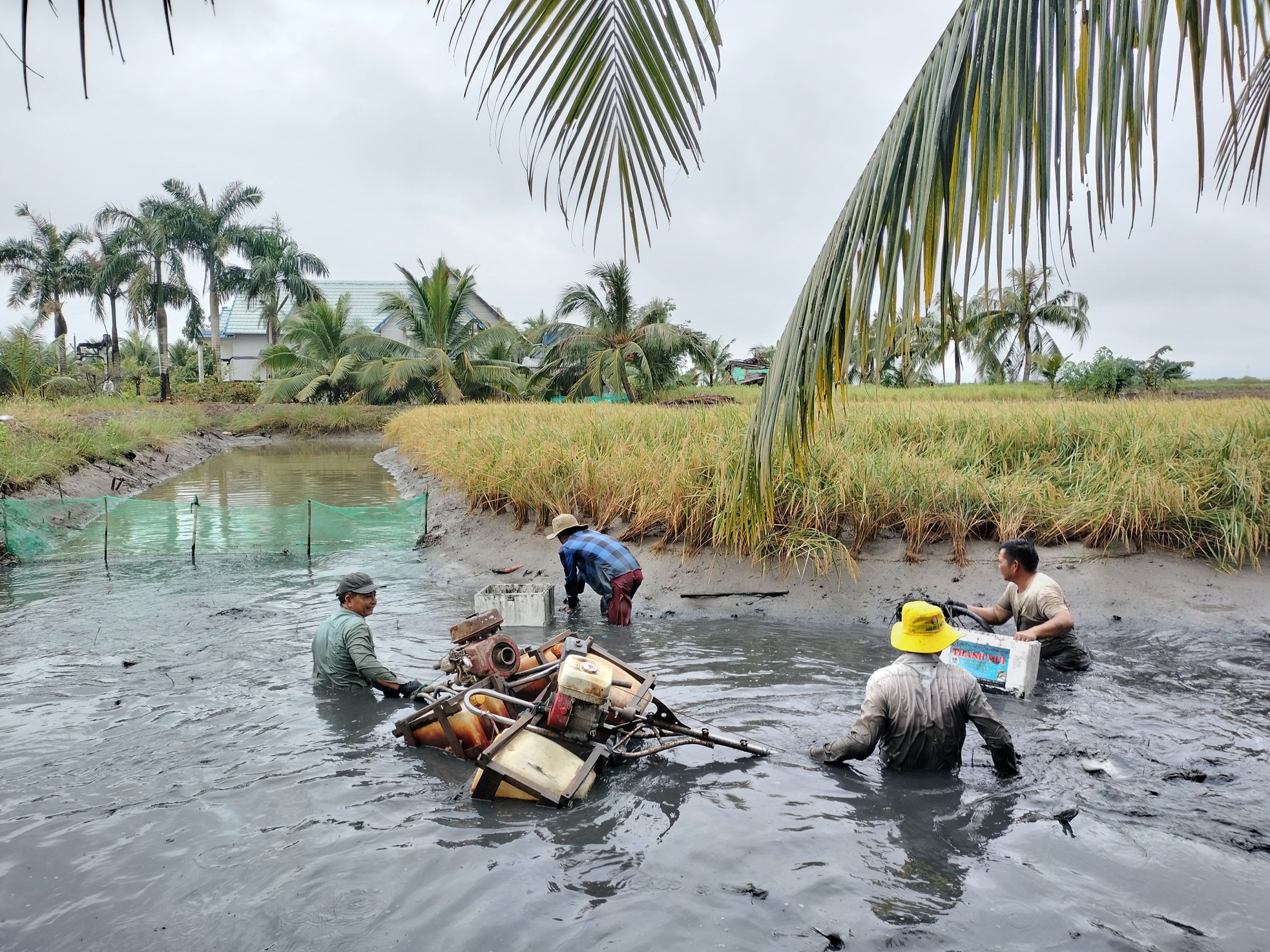 Cận cảnh nông dân Cà Mau quậy bùn bắt tôm càng xanh ảnh 4