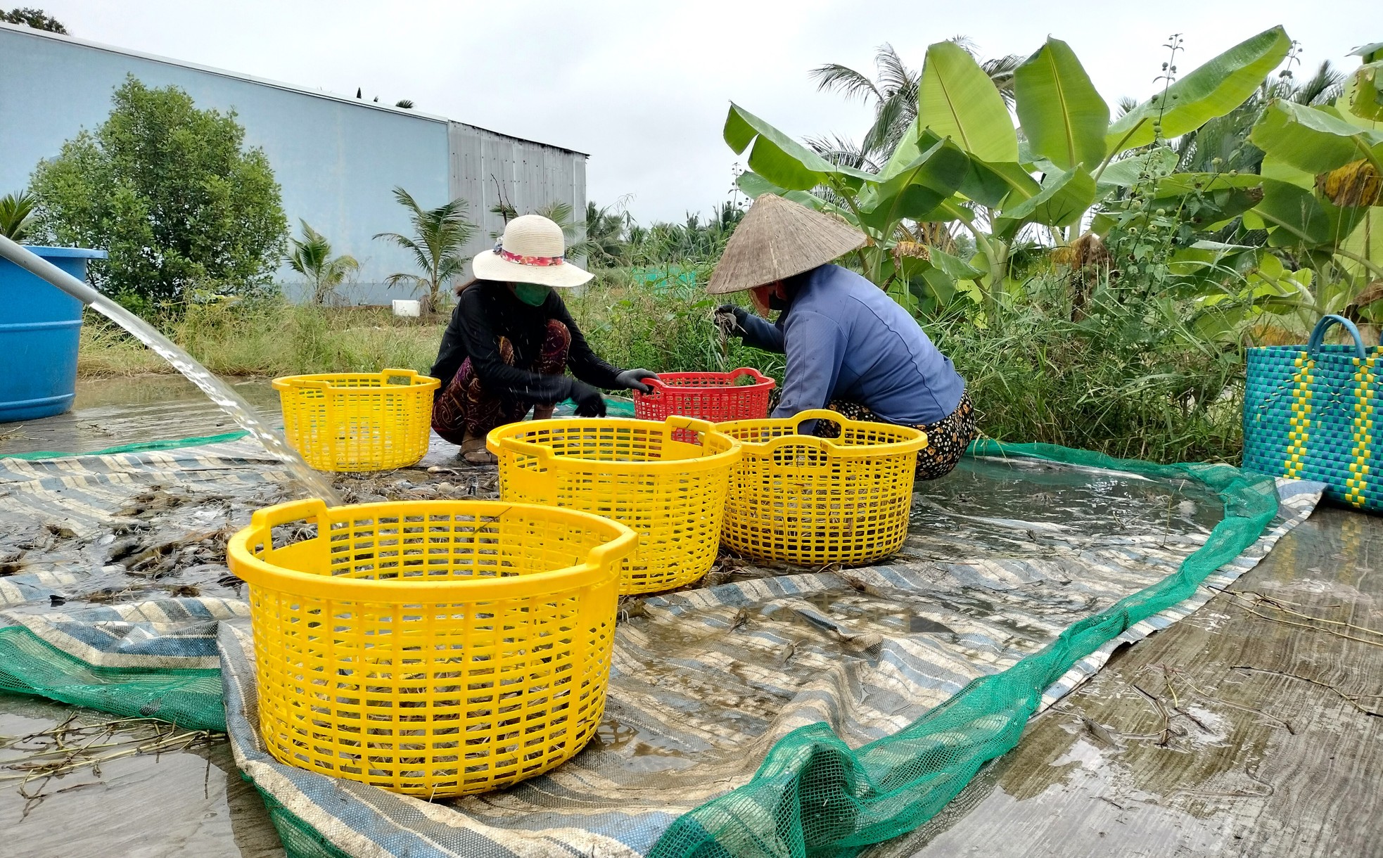 Cận cảnh nông dân Cà Mau quậy bùn bắt tôm càng xanh ảnh 10