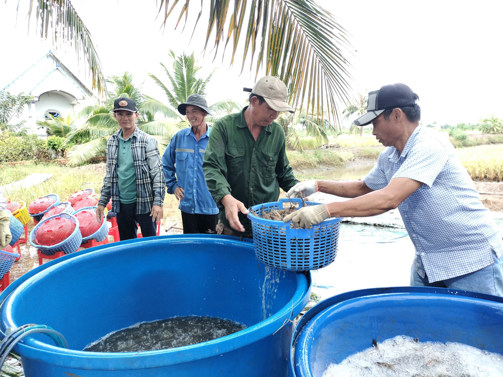 Cận cảnh nông dân Cà Mau quậy bùn bắt tôm càng xanh ảnh 11