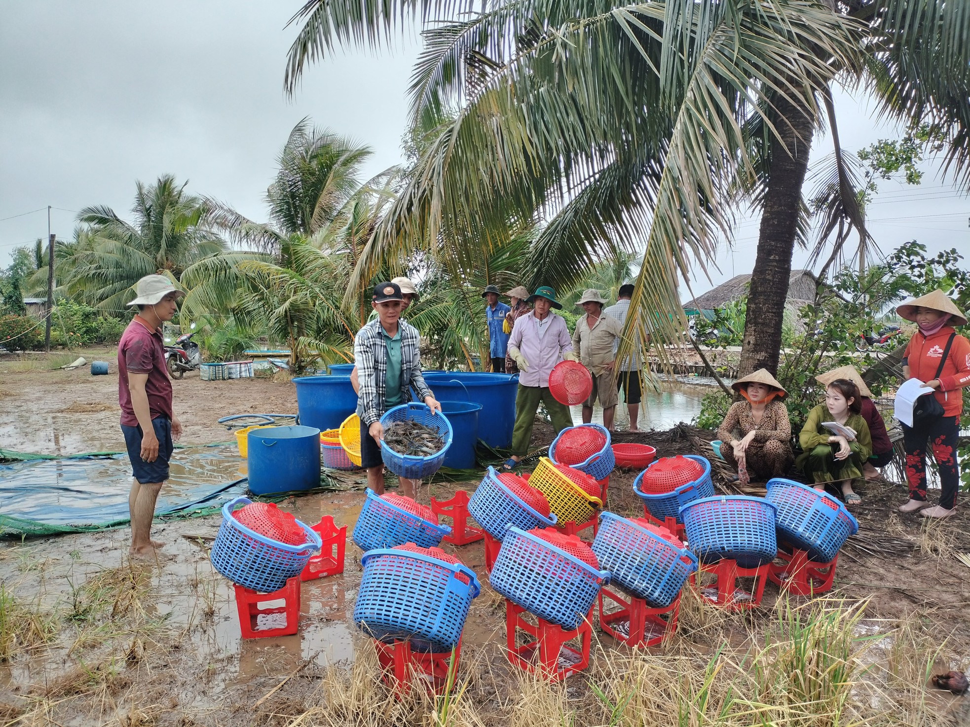 Cận cảnh nông dân Cà Mau quậy bùn bắt tôm càng xanh ảnh 12