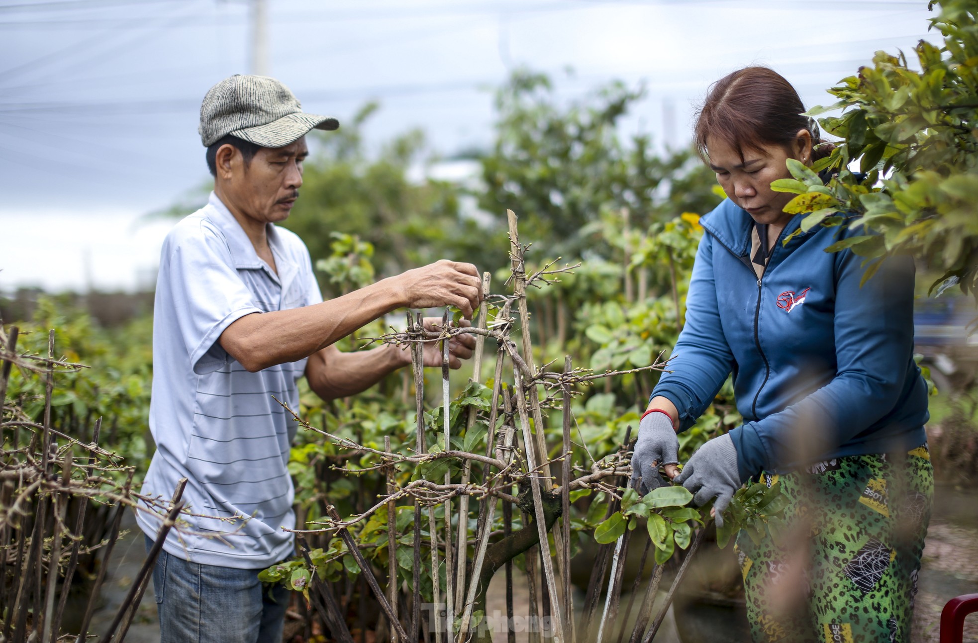 Thủ phủ mai vàng miền Trung 'thay áo' mới đón Tết ảnh 10