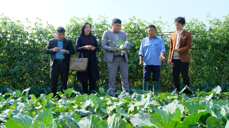 Mô hình trồng rau an toàn, VietGAP tại xã Thanh Xuân (huyện Sóc Sơn).