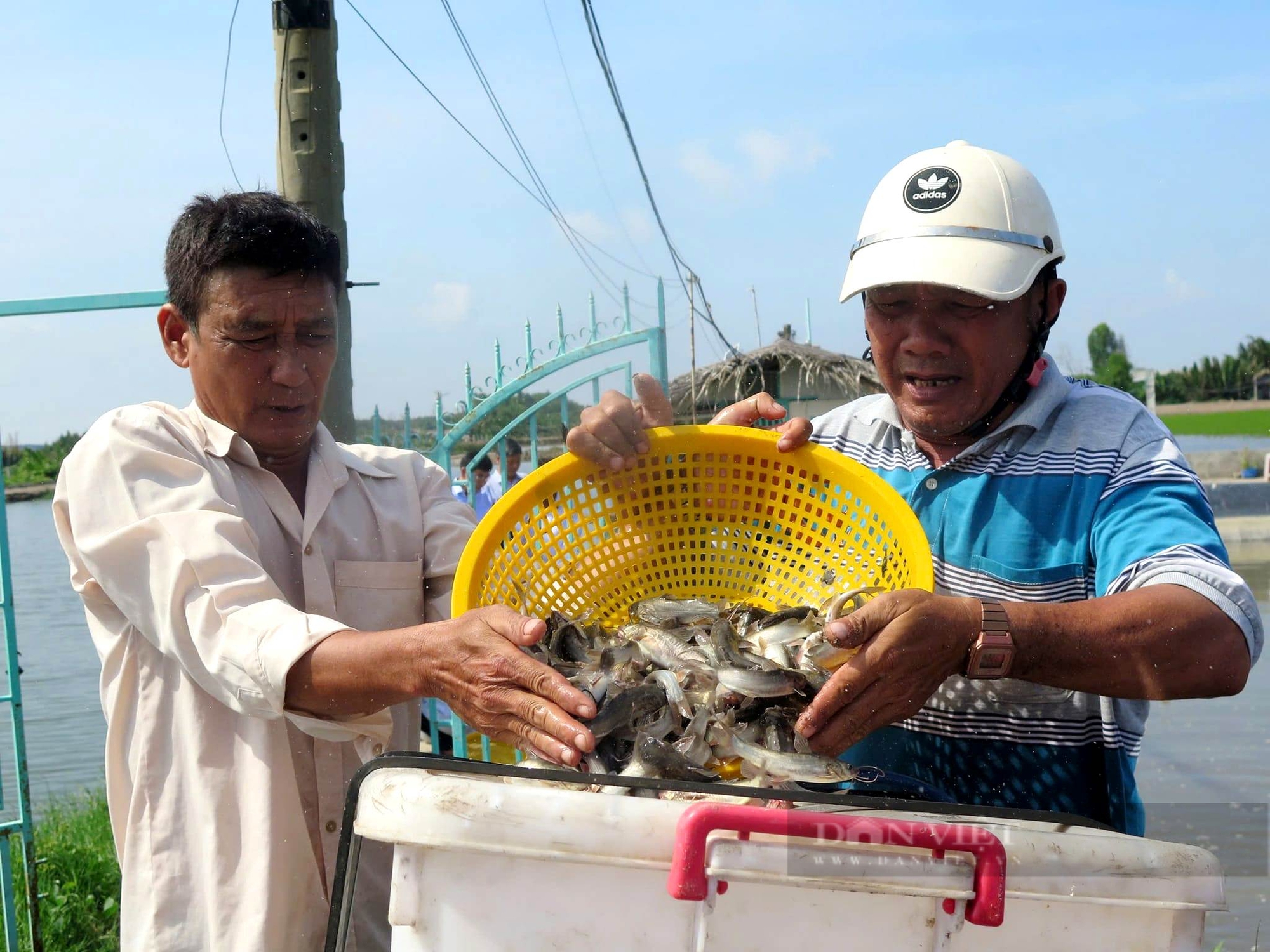 Loài cá trước nhiều vô kể ở miền Tây, chẳng ai ăn, giờ nông dân Cần Giờ rủ nhau nuôi, giá 100.000 đồng/kg - Ảnh 2.