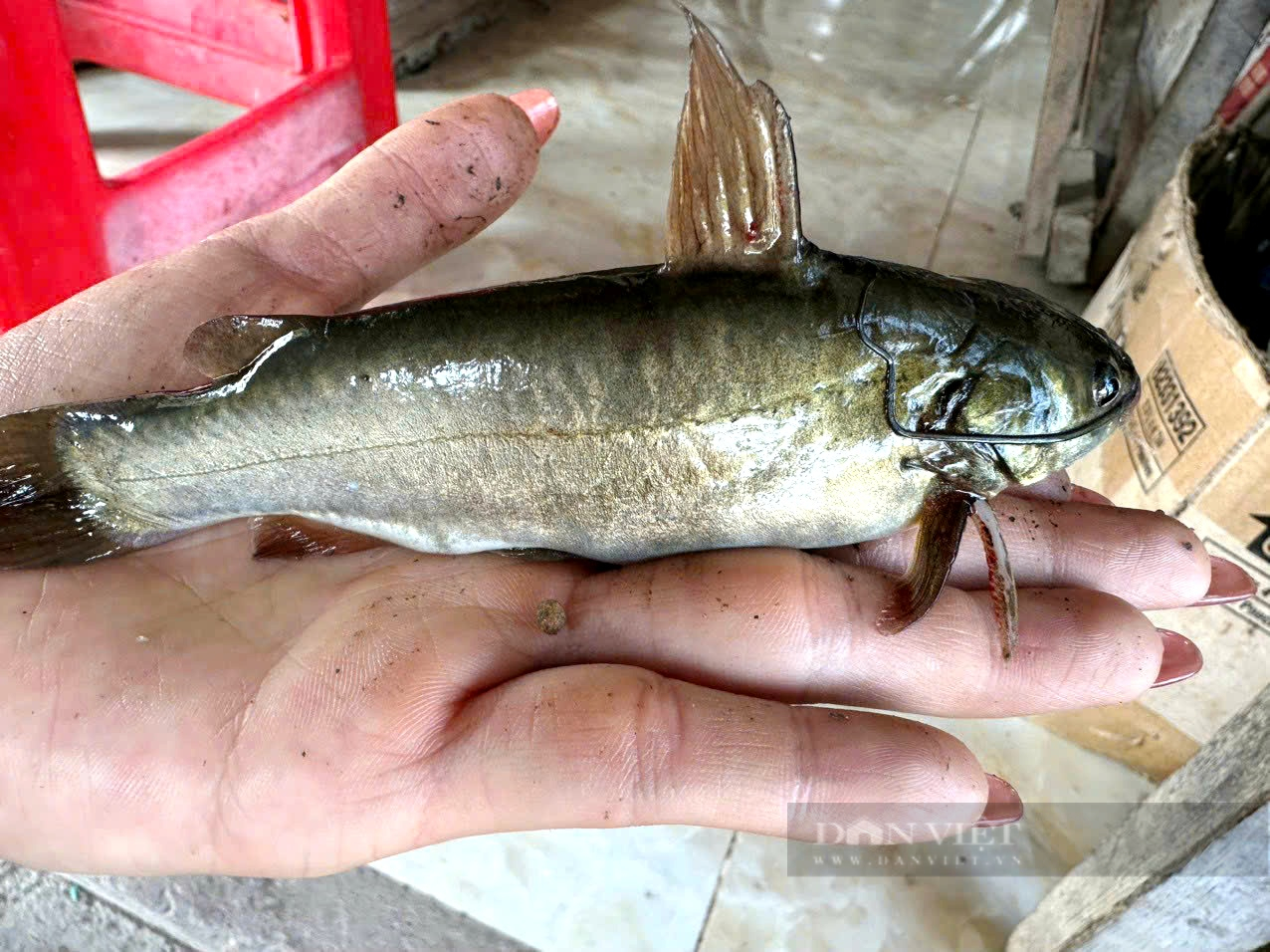 Loài cá trước nhiều vô kể ở miền Tây, chẳng ai ăn, giờ nông dân Cần Giờ rủ nhau nuôi, giá 100.000 đồng/kg - Ảnh 3.