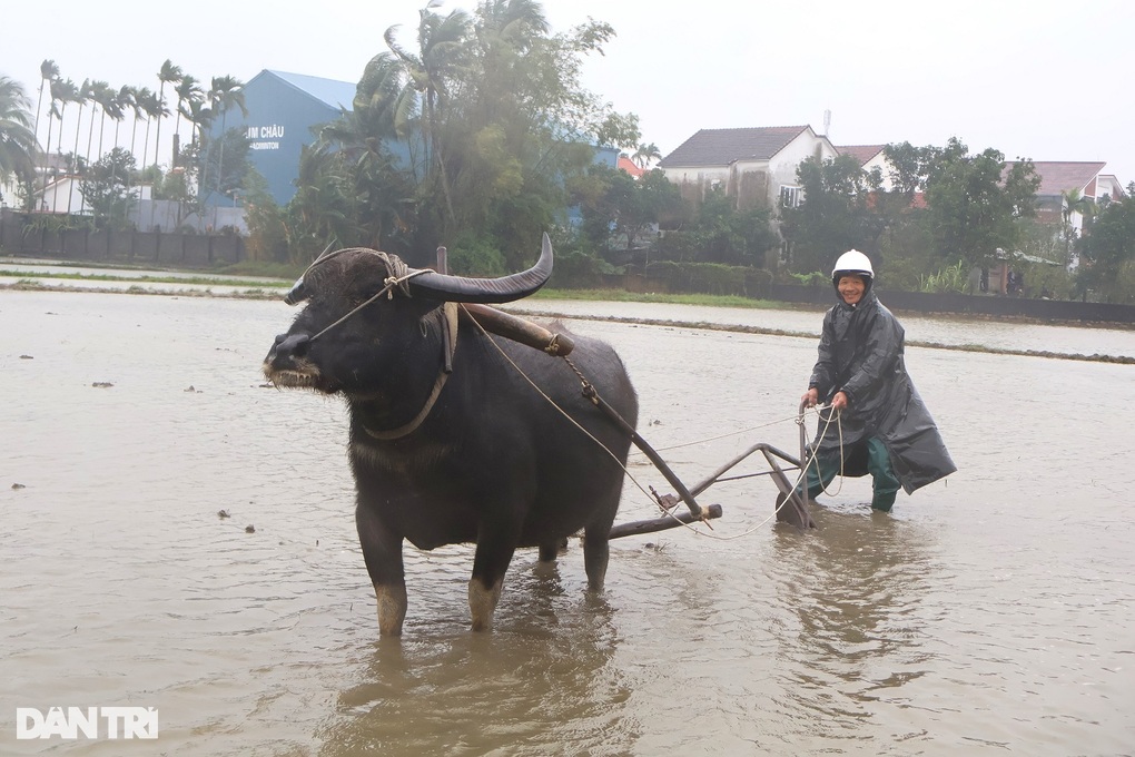 Khách Tây đội mưa xuống đồng cùng nông dân Hội An - 2