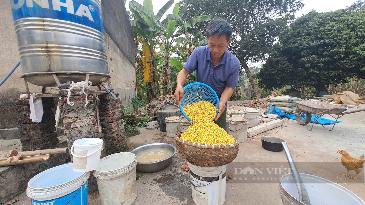 Nuôi gà trống thiến sạch bán Tết, chất lượng thơm ngon, lão nông Thái Nguyên bán giá cao - Ảnh 2.