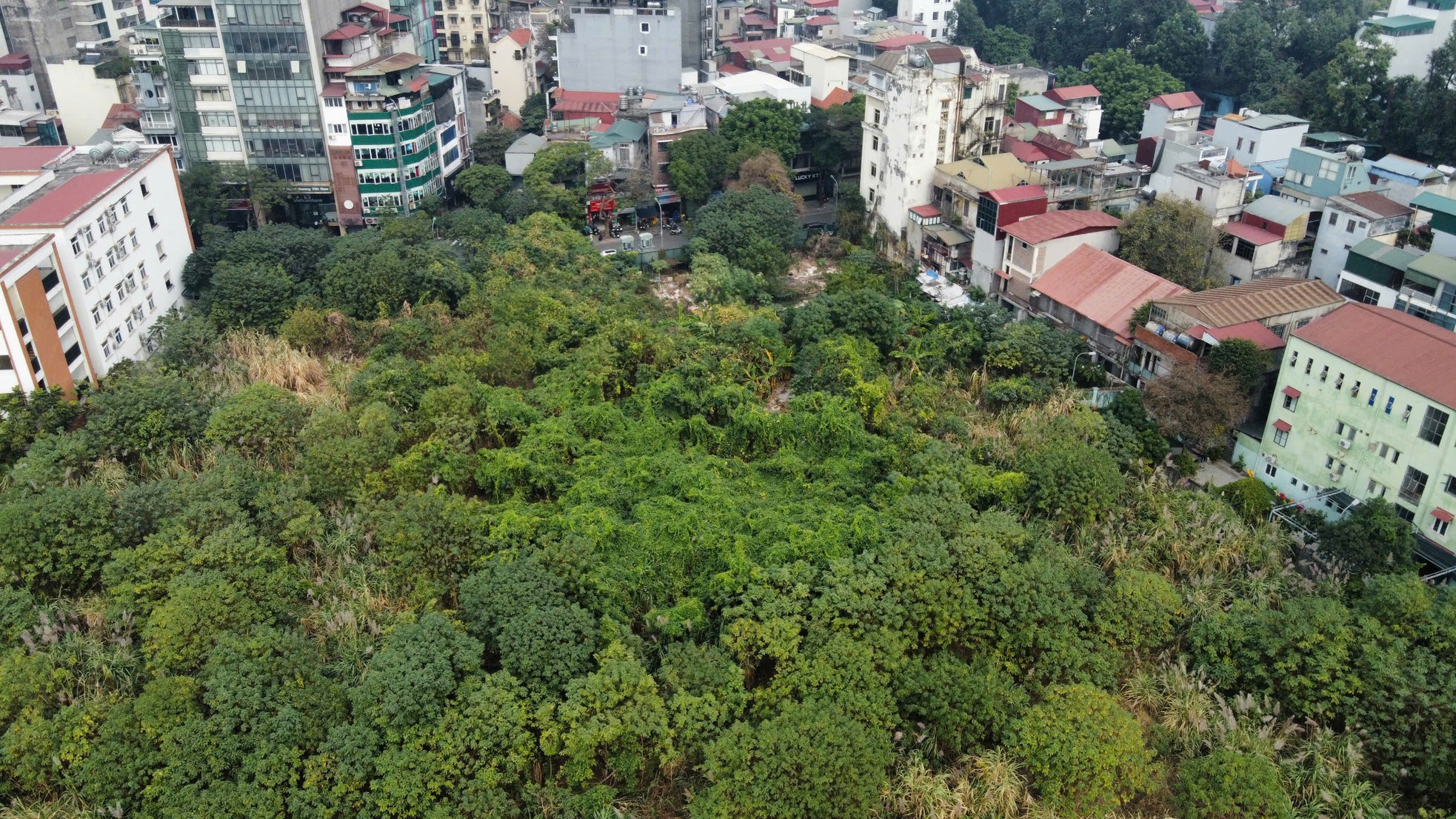 Cỏ dại mọc um tùm như 'rừng' trong khu đất vàng Hà Nội loại bỏ chức năng nhà ở ảnh 6