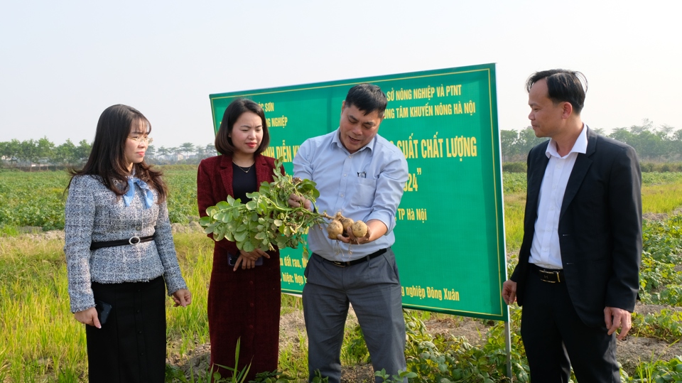 Mô hình trồng khoai tây vụ Đông tại xã Đông Xuân (huyện Sóc Sơn).