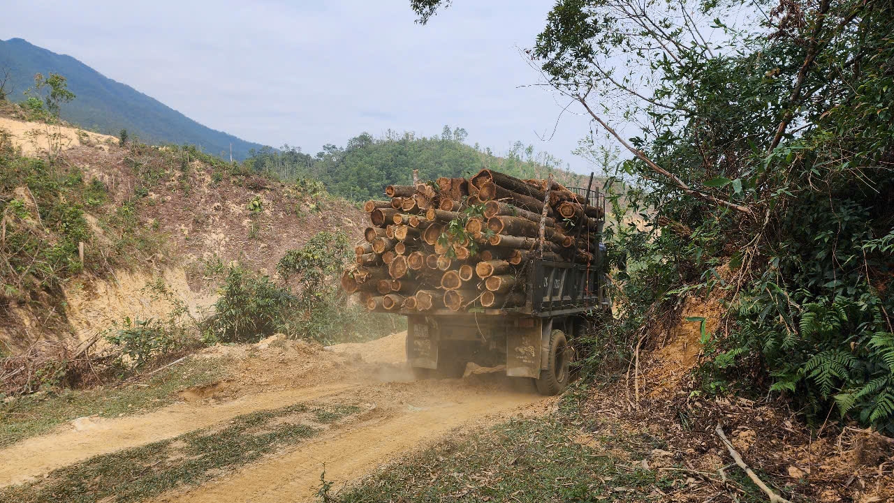 Theo lộ trình, doanh nghiệp sẽ khai thác khoảng 750ha rừng trồng keo để chuyển sang trồng lim, lát, giổi xanh