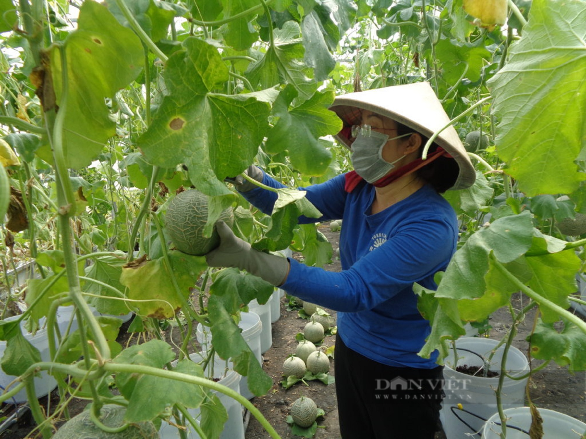 Đưa nước ngọt sông Tiền về “giải cứu” bà con vùng hạ Long An - Ảnh 2.