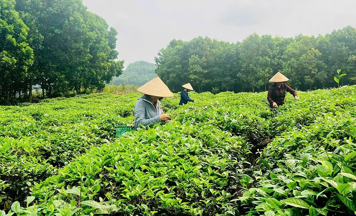 Nhiều mô hình sinh kế hiệu quả góp phần giảm tỷ lệ hộ nghèo theo chuẩn đa chiều ở Hàm Yên xuống còn 2,64%