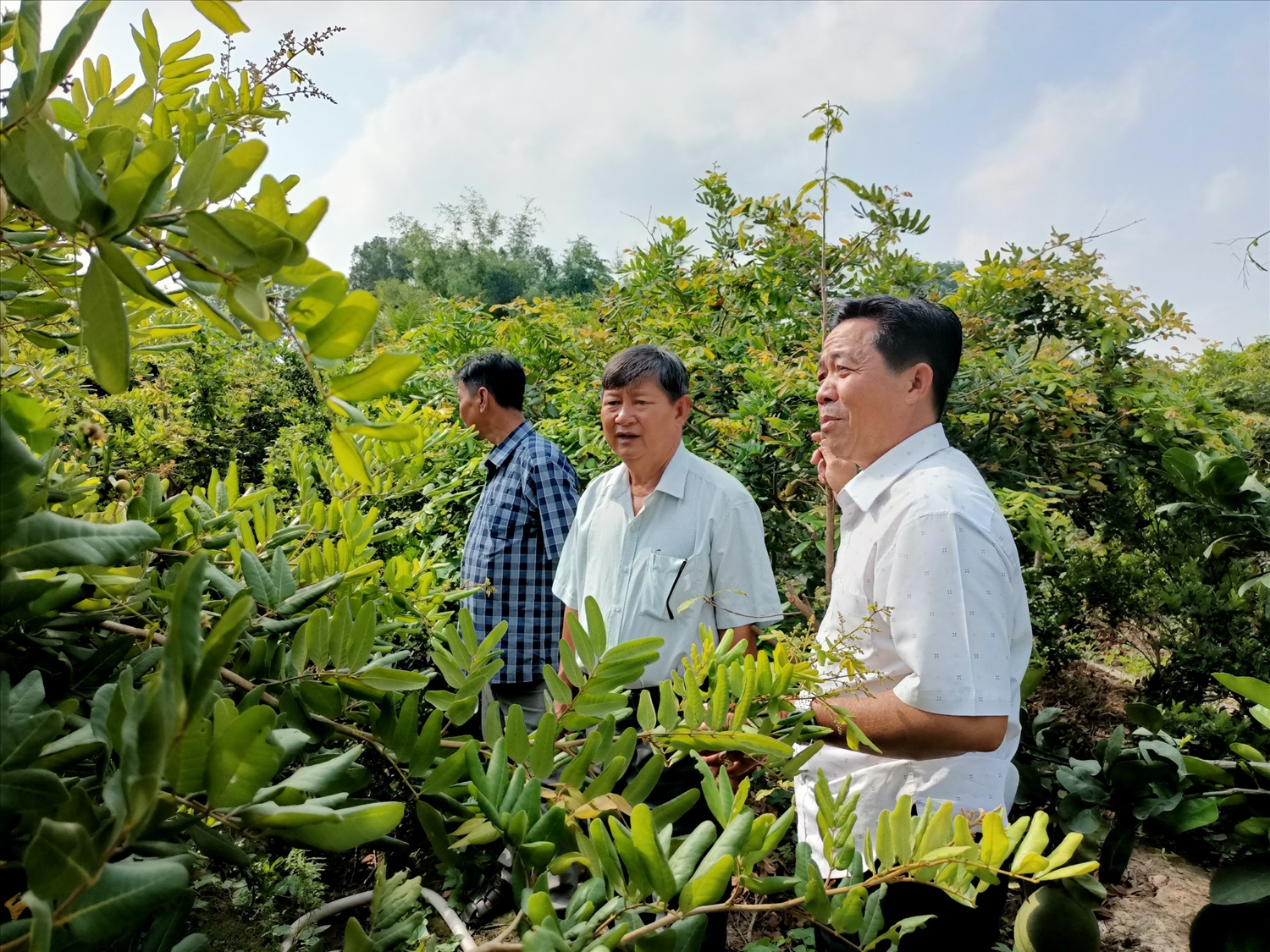 Ông Lê Thanh Dương (ở giữa), Chủ tịch Hội nông dân xã Mỹ Đức, huyện Châu Phú (An Giang) kiểm tra hiệu quả sử dụng nguồn vốn vay từ NHCSXH