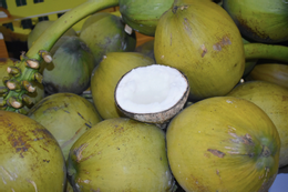 vývoz kokosových ořechů